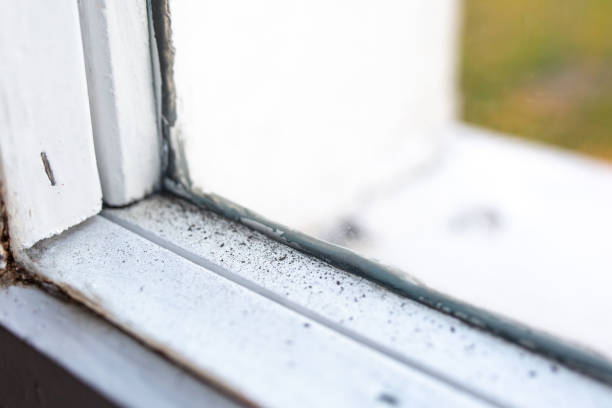 Best Black Mold Removal  in Oak Grove, KY