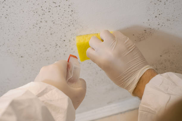 Best Residential Mold Inspection & Testing  in Oak Grove, KY