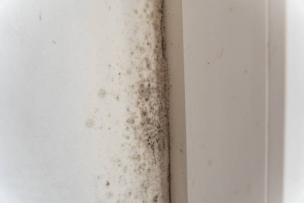 Best Mold-Related Health Consultation  in Oak Grove, KY