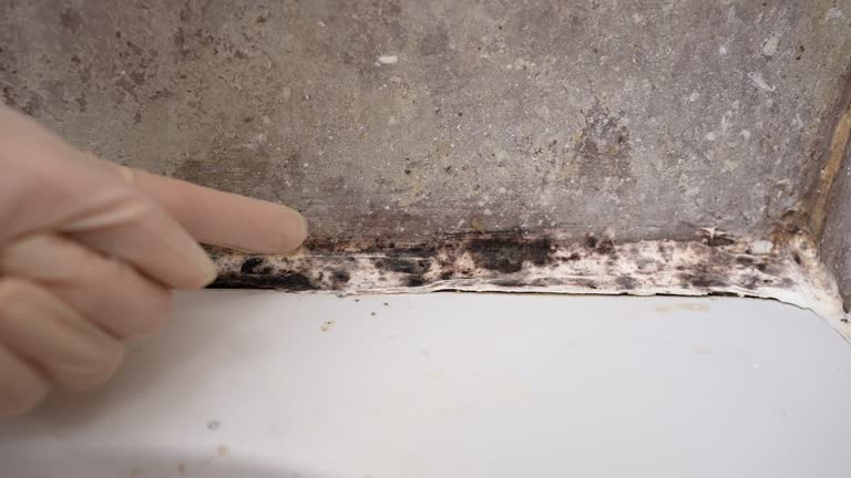 Best Biohazard Mold Removal  in Oak Grove, KY